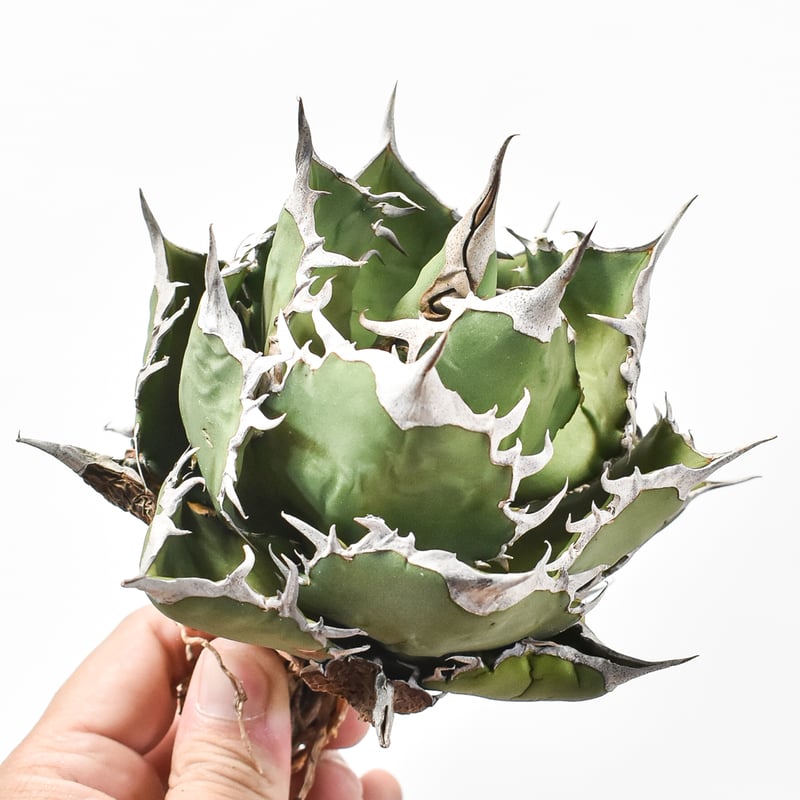 【子株】 アガベ チタノタ レジェンド ロウルサンコ産 子株】 アガベ チタノタ レジェンド ロウルサンコ産 - メルカリ