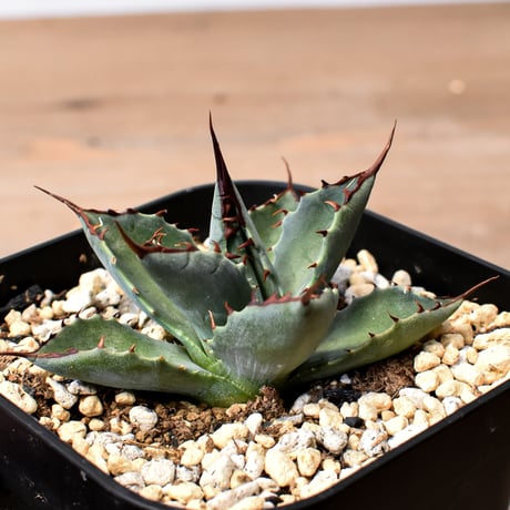 アガベ ハイブリット （パラサナ、イシスメンシス）× 曙光【台湾botanical_seeker産】J RF25011570