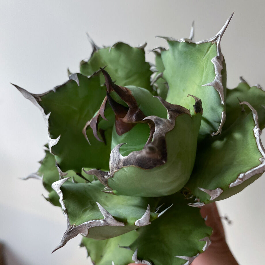 63181d4925c9063368425902
