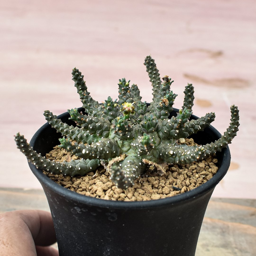 ユーフォルビア・ブレビラマ　ずんぐりむっくり型 Euphorbia brevirama【ユーフォルビア・ブレビラマ】 | RIMO'S GREEN
