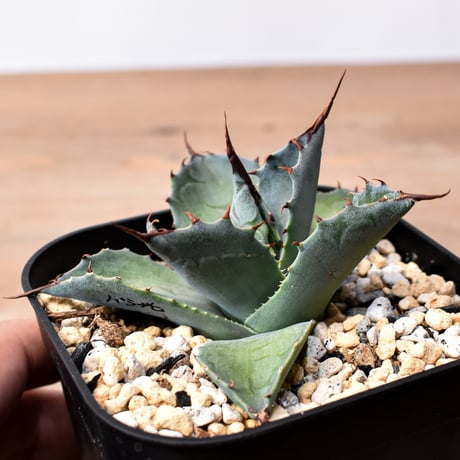 アガベ ハイブリット （パラサナ、イシスメンシス）× 曙光【台湾botanical_seeker産】E RF25011565