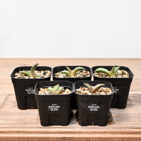 CATEGORY アガベ 実生苗 | RAFLUM / ラフラム｜東京、大阪の塊根植物