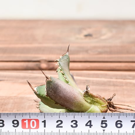 アガベ チタノタ  DENNIS040 "キングアーサー同血統"  【台湾産/抜き苗/子株】B DS2400521