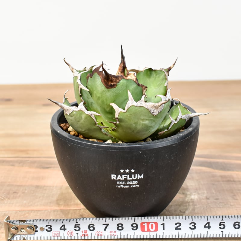 アガベ チタノタ 