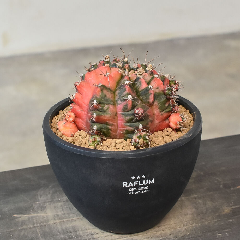 多肉植物　ギムノカリキウム　ミハノビッチ錦　発根済み fit=scale-down,w=1200