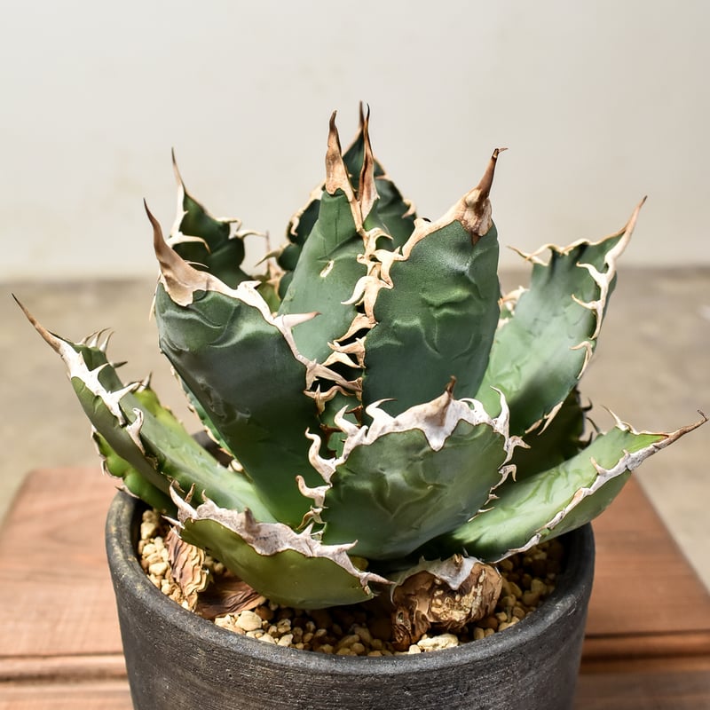 親株出品 アガベ チタノタ オテロイ 子株付き 抜き苗 12 アガベ チタノタ オテロイ 親株ごと子株全部 - メルカリ