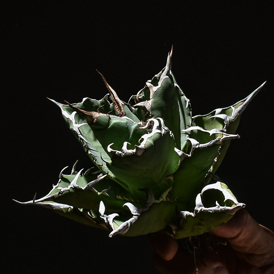 親株出品　アガベ　チタノタ　小鳥白刺 アガベ チタノタ 