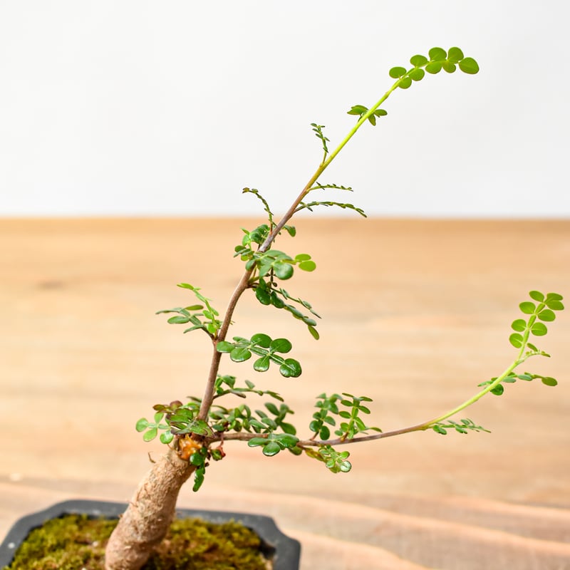 希少　斑入り　オペルクリカリア　デカリー 希少 斑入り オペルクリカリア デカリー レアなオペルクリカリア