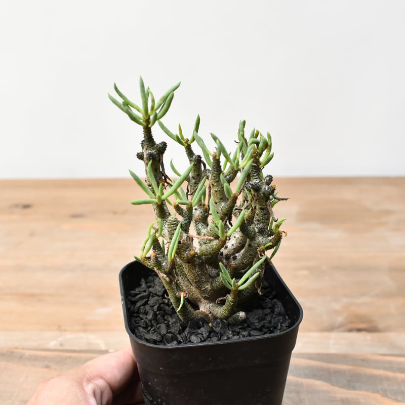 Typhus チフス Amazon.co.jp: チフス: ミュージック