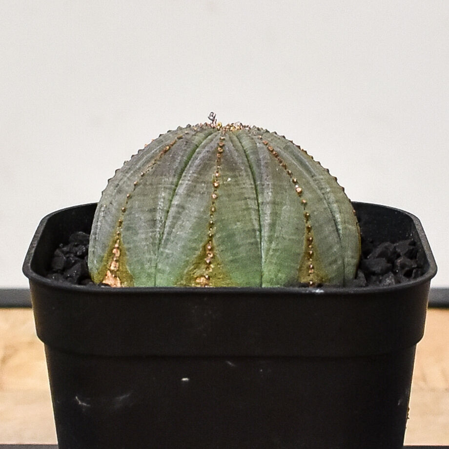 ユーフォルビア オベサ /オールド オベサ （発根済み）RF230387(T