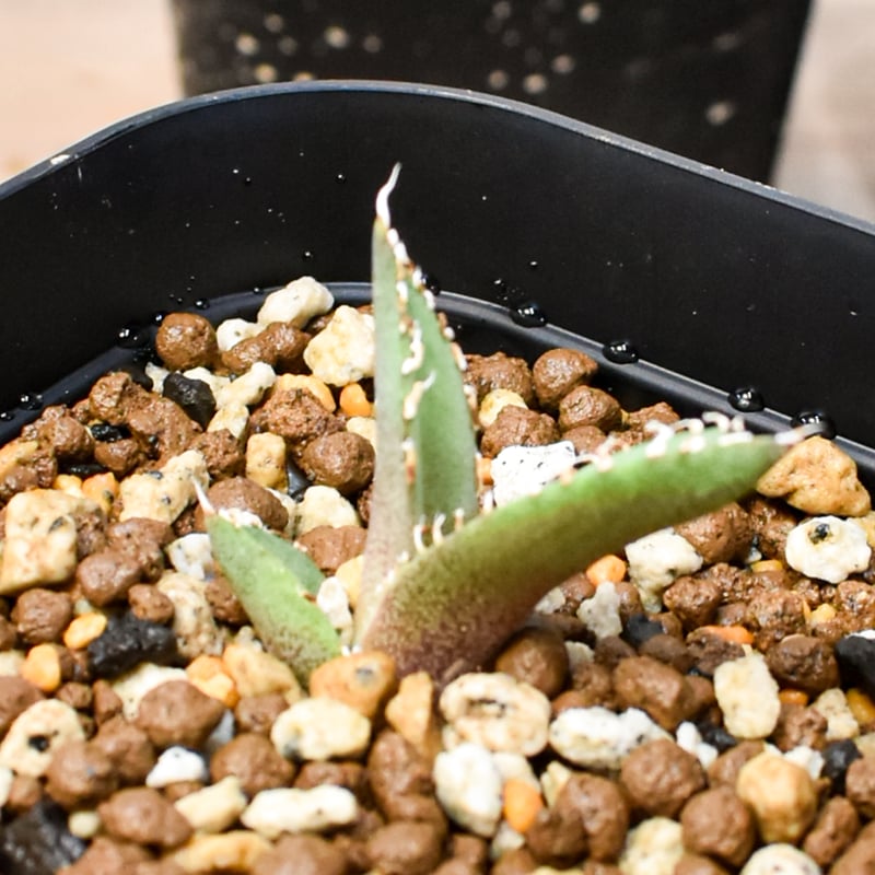 RAFLUM育成株 5個セット】アガベ Uriel oteroi seeding / ウリエ