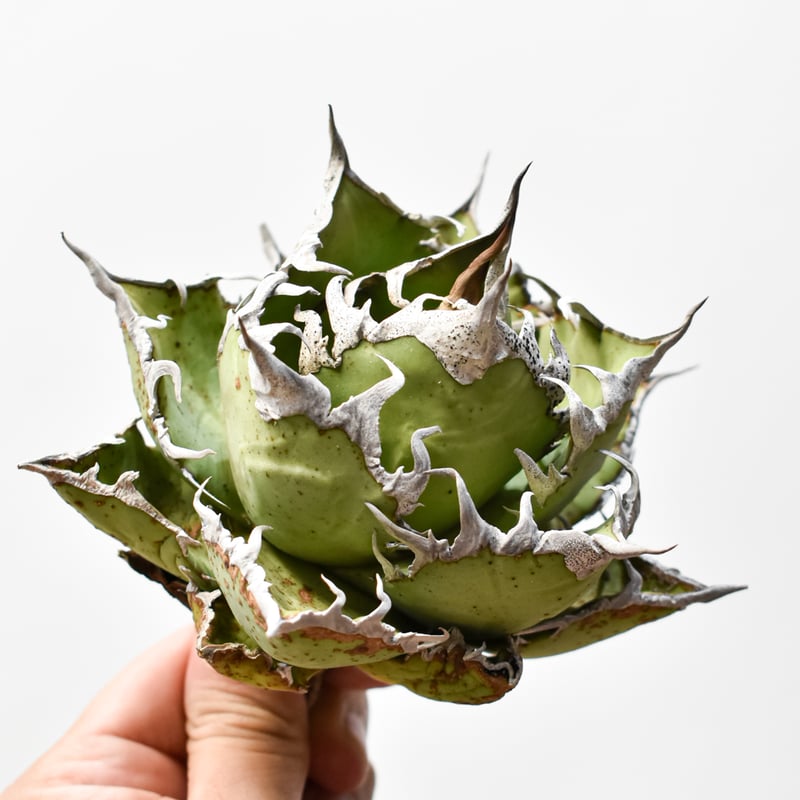 アガベ チタノタ 精品老シーザー / 精品老凱撒 【台湾 dragon agave産