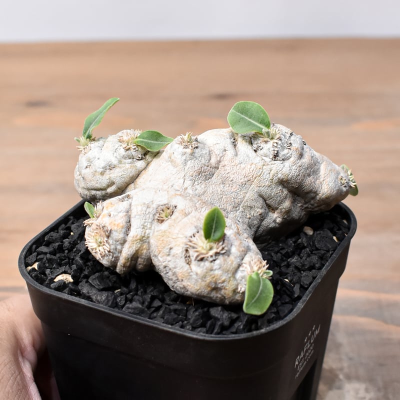 パキポディウム ブレビカウレ 