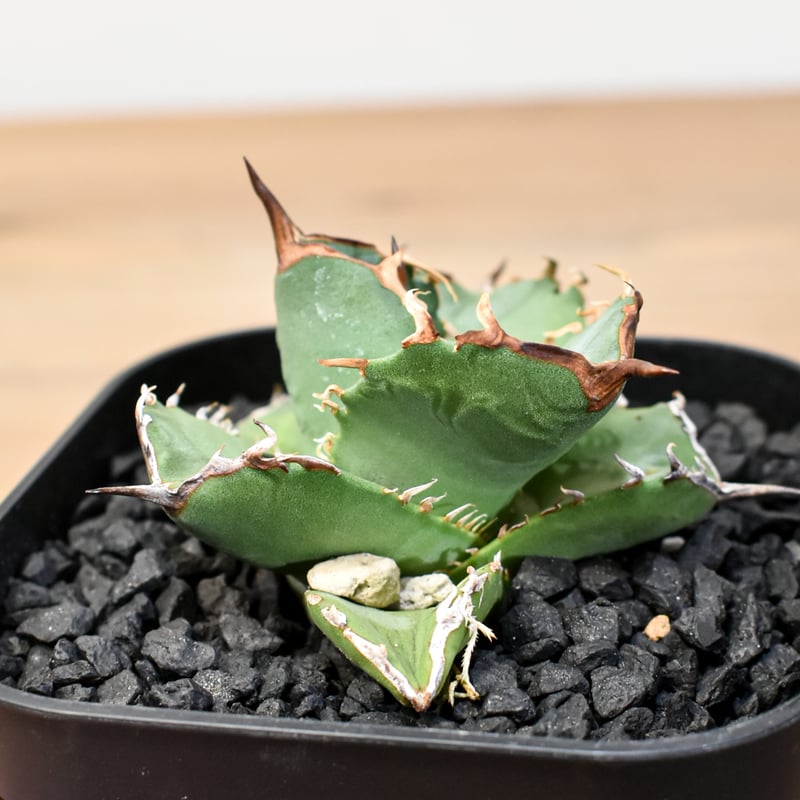 アガベ チタノタ 虎鯨 