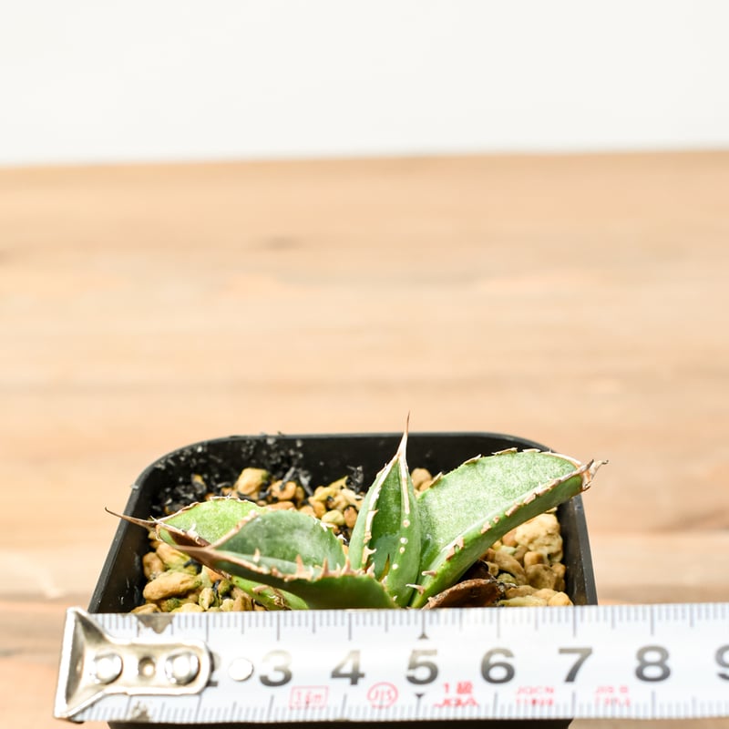 アガベ チタノタ 