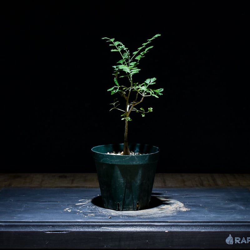 パキコルムスディスカラー 象の木 パキコルムス ディスカラー 象の木 | GREEN LUCK