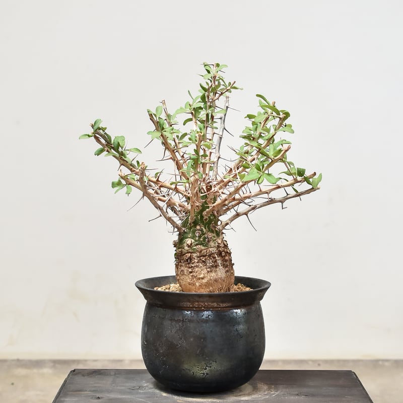 フォークイエリア コルムナリス 