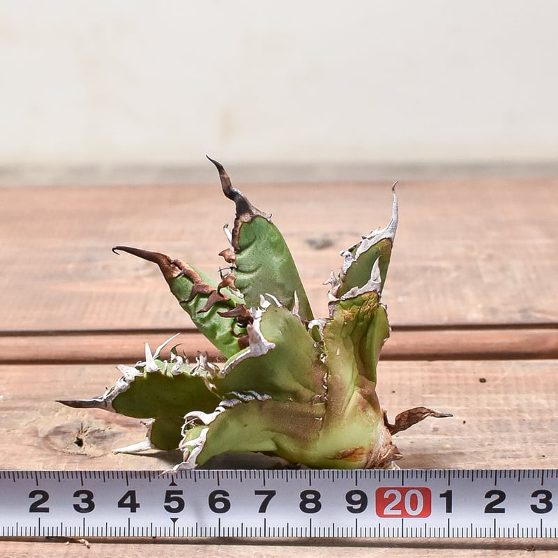 アガベ チタノタ チーター 