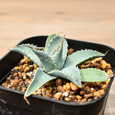 アガベ ハイブリット 日系イシスメンシス×象牙妖炎（陽炎エボリ）【台湾botanical_seeker産】RF25011379