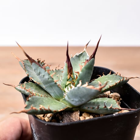 CATEGORY ユタエンシスエボリスピナ×ブラックアンドブルー