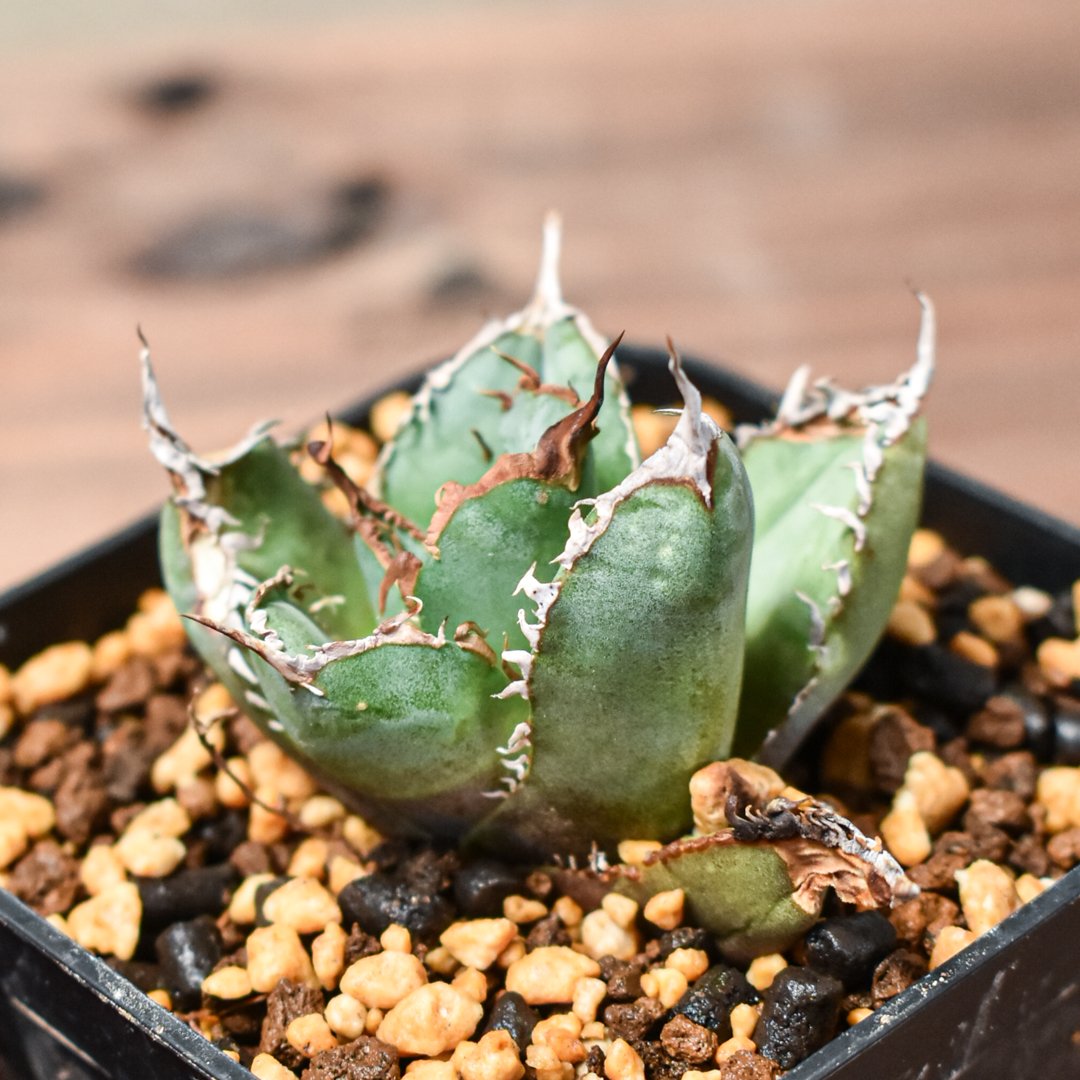 オアハカ　アガベ　チタノタ　微発根 オアハカ アガベ チタノタ 微発根 アガベ チタノタ オアハカ 輸入株