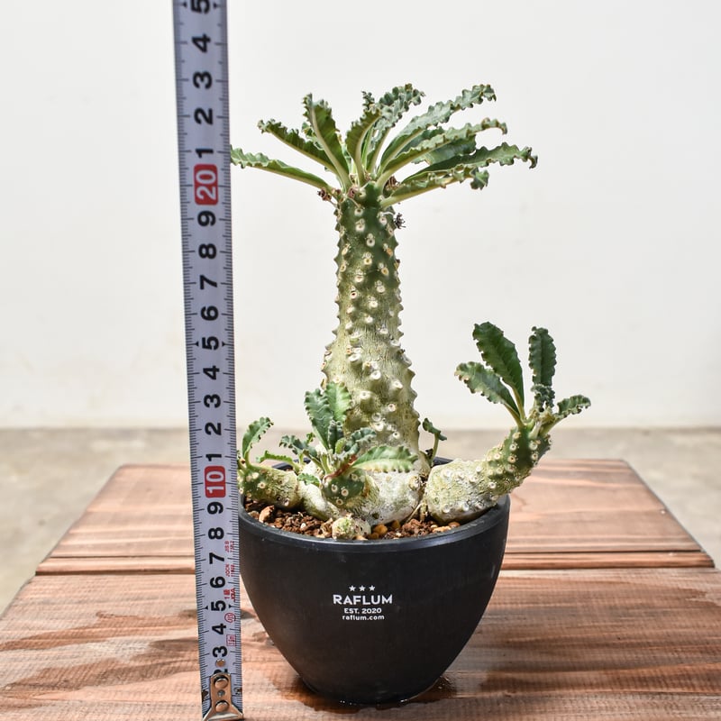 ドルステニア　ラブラニー　大株　美株 ドルステニア ラブラニー | STELLA.PLANTS