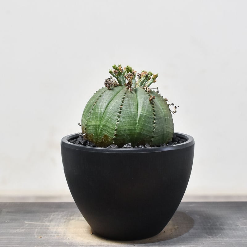 特大 オベサ × バリダ 交配種 陶器鉢のまま発送 ユーフォルビア