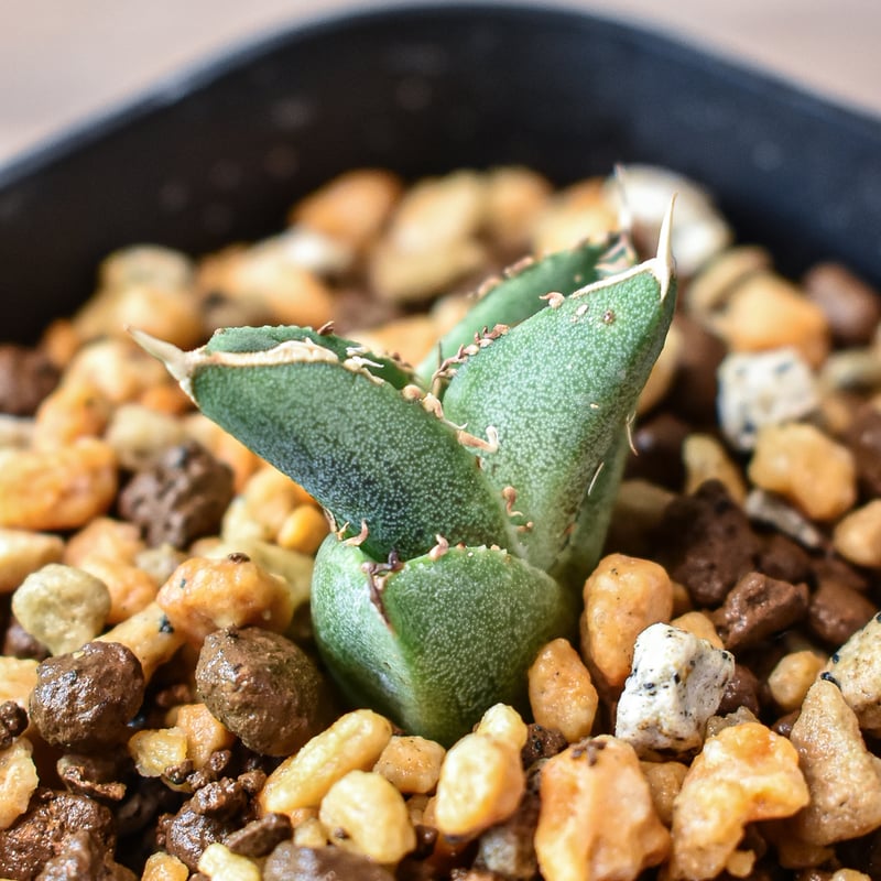 アガベ チタノタ ホオジロザメ 