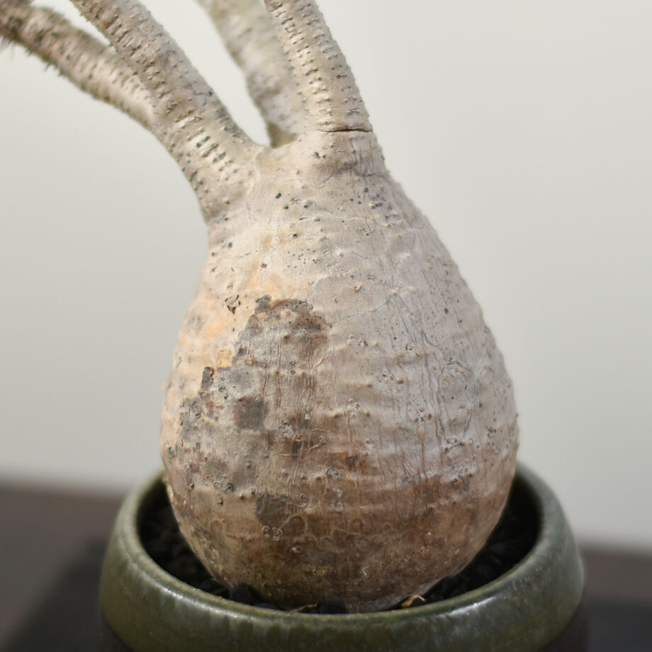 パキポディウム グラキリス【発根済！こんもりとした良型！イチ