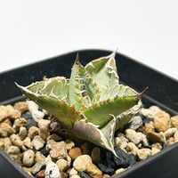 RAFLUMコレクション】コミフォラ エイル 【現地球/発根済み】A