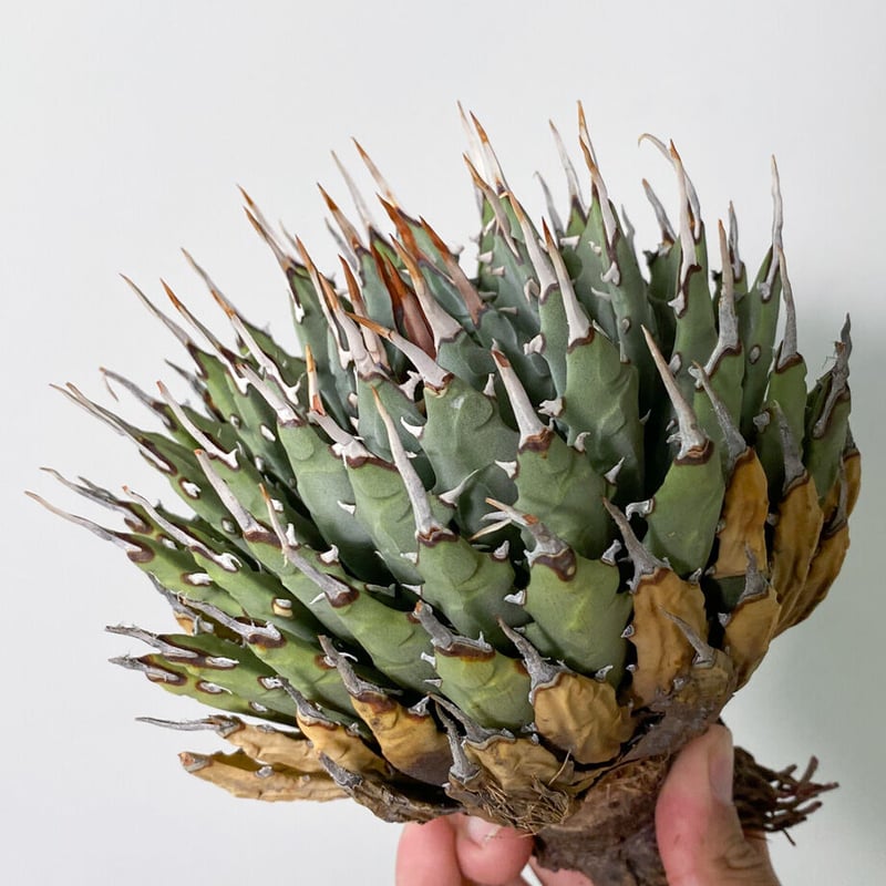 9値下げ✨アガベ　ユタエンシス　エボリスピナ アガベ ユタエンシス エボリスピナ / ES-09 | アガベ専門店