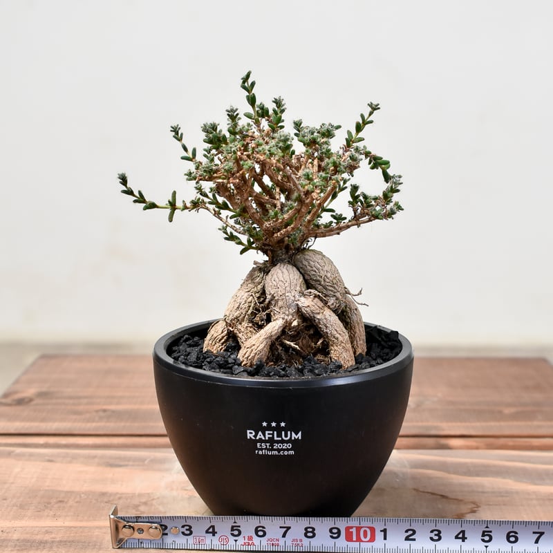 トリコディアデマ　ミラビレ　模様木 トリコディアデマ ミラビレ / Trichodiadema mirabile no.3126