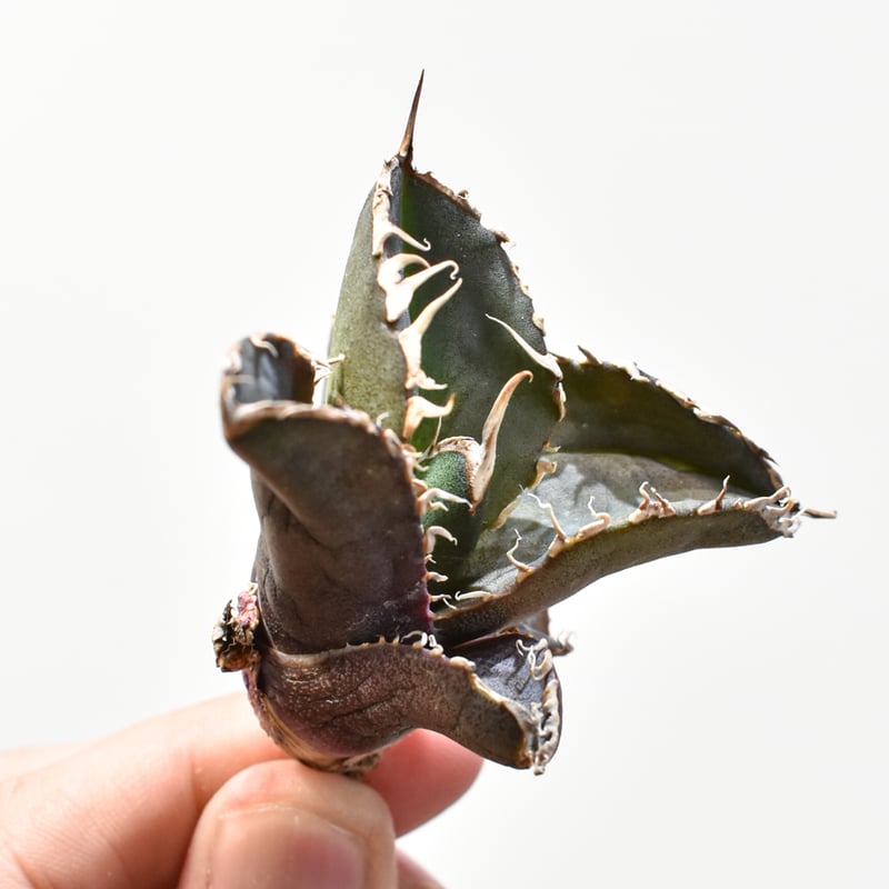 レア品種】アガベ チタノタ 