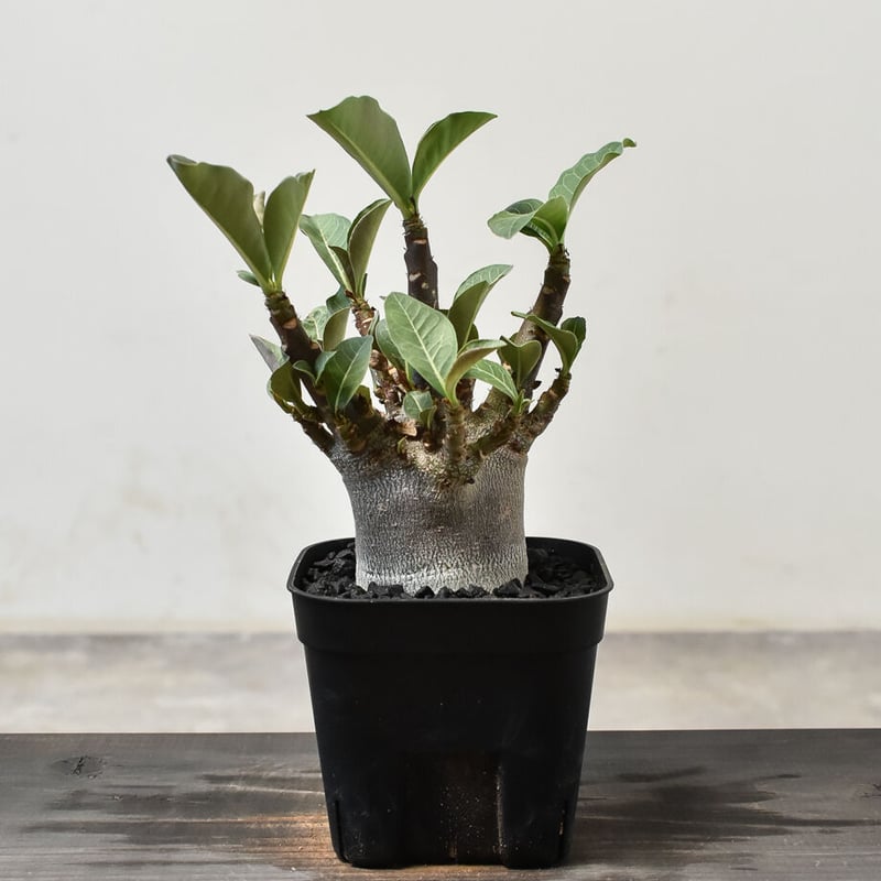 アデニウム アラビカム 