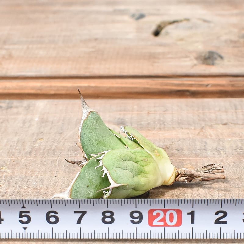 アガベ チタノタ DENNIS018 【台湾DENNIS産/抜き苗/子株】DN24028