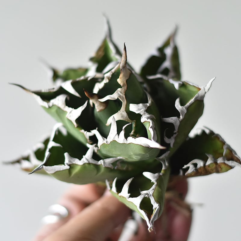 親株出品　アガベ　チタノタ　小鳥白刺 親株出品 アガベ チタノタ 小鳥白刺