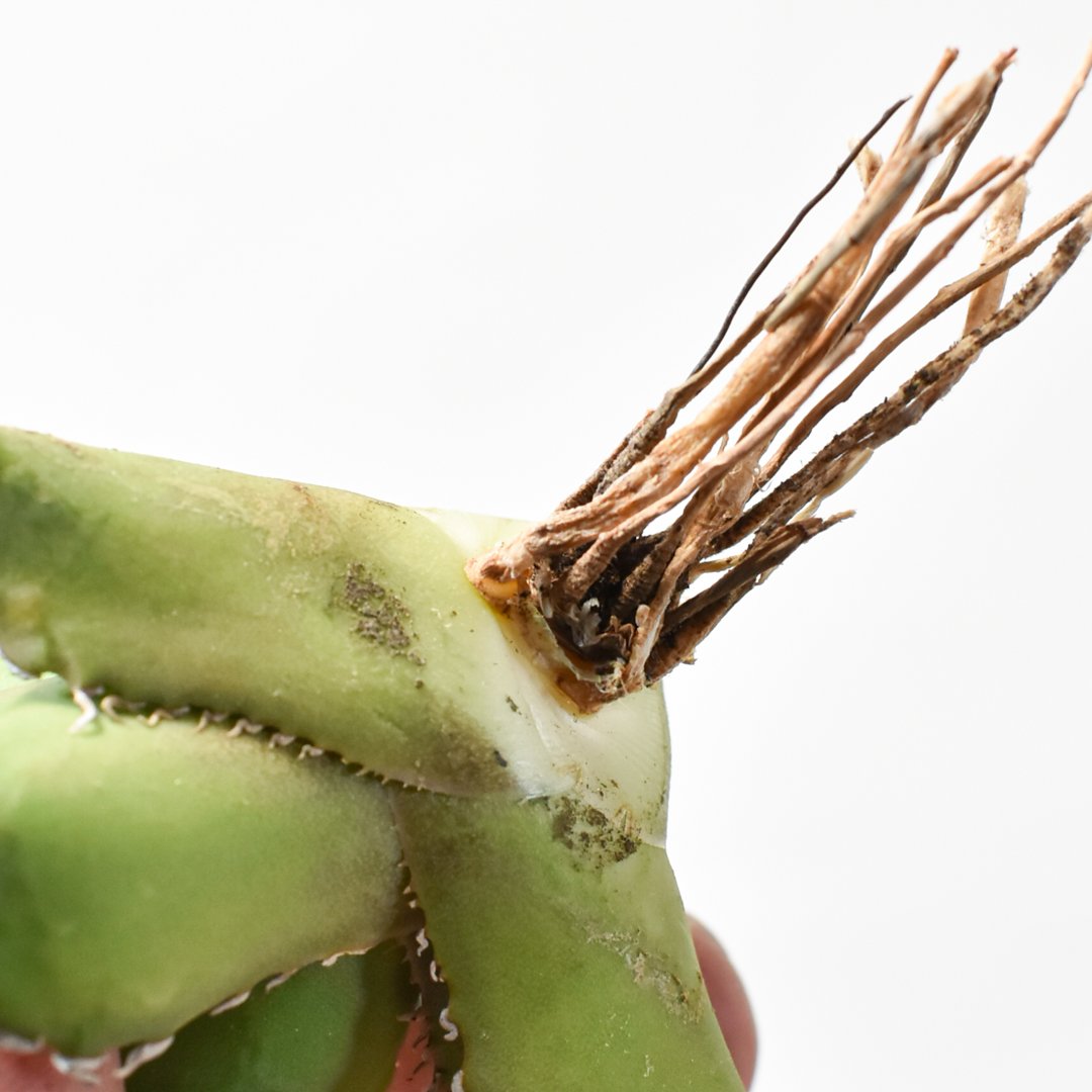 アガベ虎鯨(シャチ)