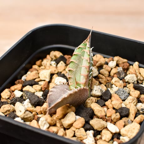 【RAFLUM育成株 5個セット】アガベ Mexico oteroi seeding / オテロイ実生 メキシコ産  【RAFLUM産/実生/子株】A