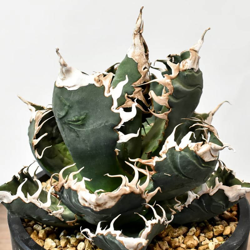 RAFLUMコレクション】アガベ チタノタ 