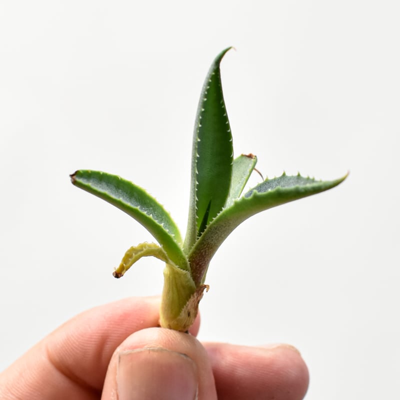 ライノベ12種76冊まとめ売り ライノベ12種76冊まとめ売り その他