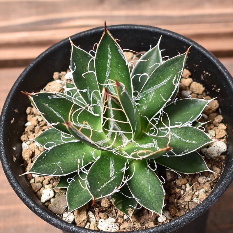 ラピページ♪ MA55IVE THE RAMPAGE「INVADERZ」ARTIST PHOTO | EXILE TRIBE mobile