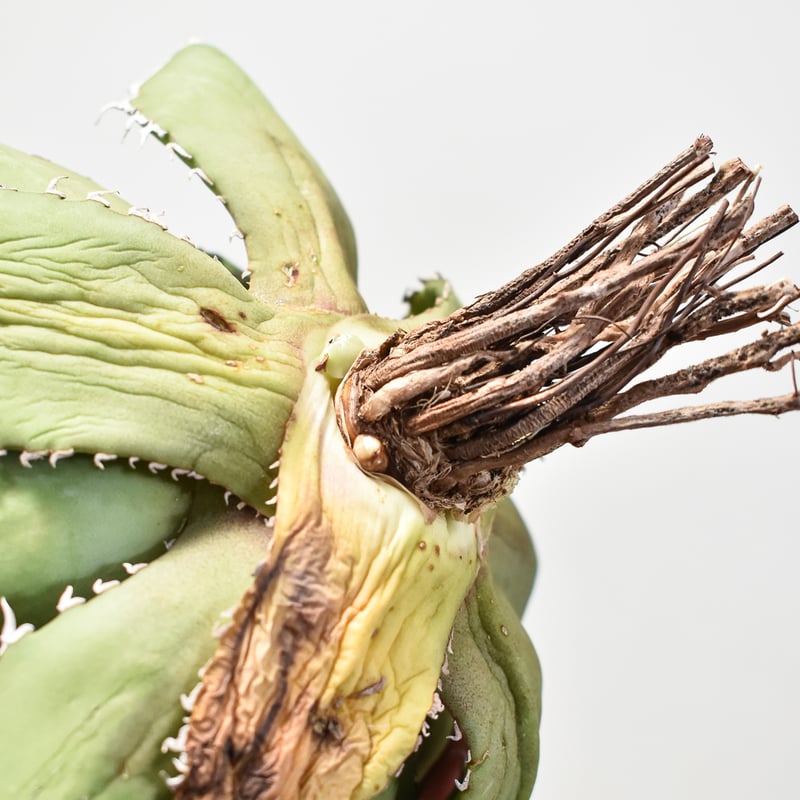 アガベ チタノタ 巨獣 【台湾 dragon agave産/抜き苗/中株