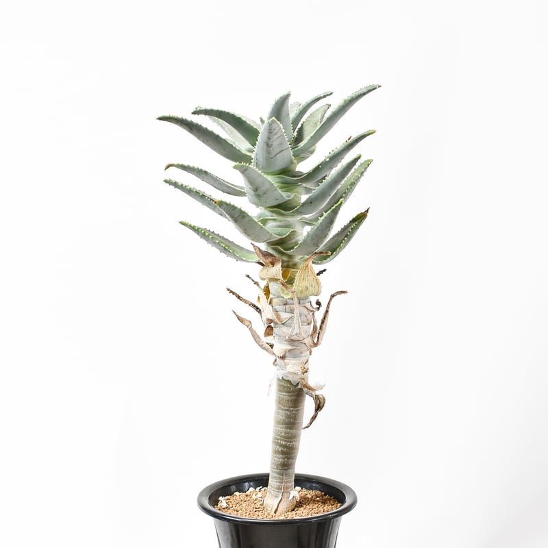 種20粒 アロエ ピランシー 種20粒 アロエ ピランシー