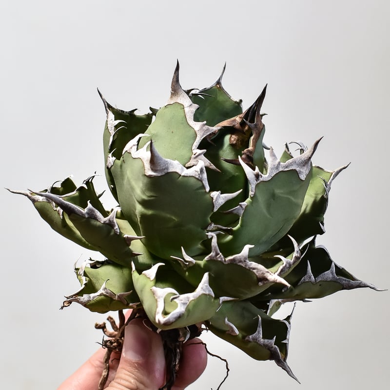 アガベ チタノタ ドワーフ / 姫厳竜 