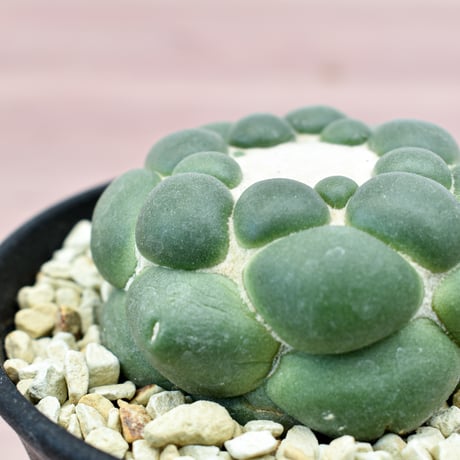 コリファンタ 刺無象牙丸 【カキ仔】RFHK-300