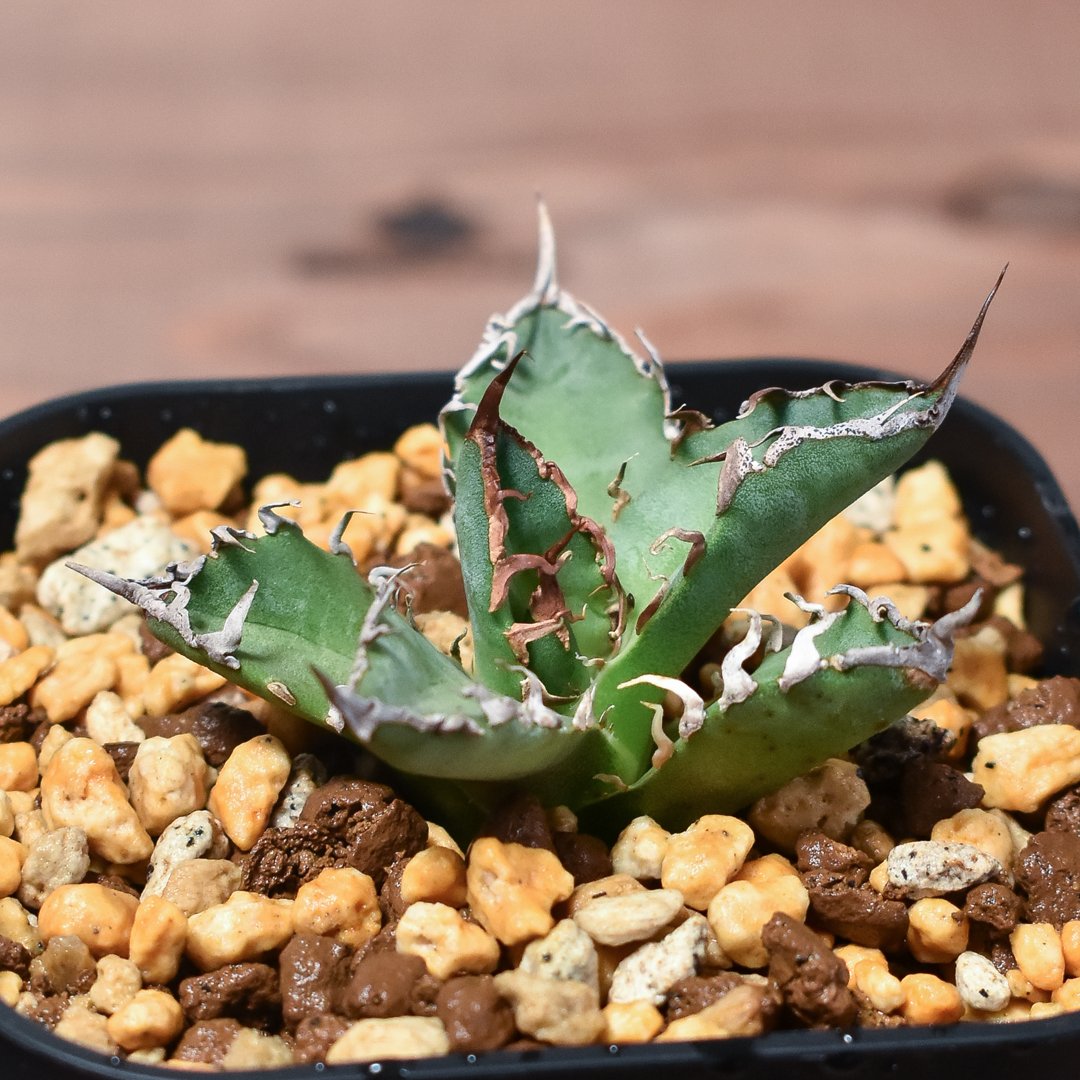 B13アガベ チタノタ シーザー 台湾産 極上子株