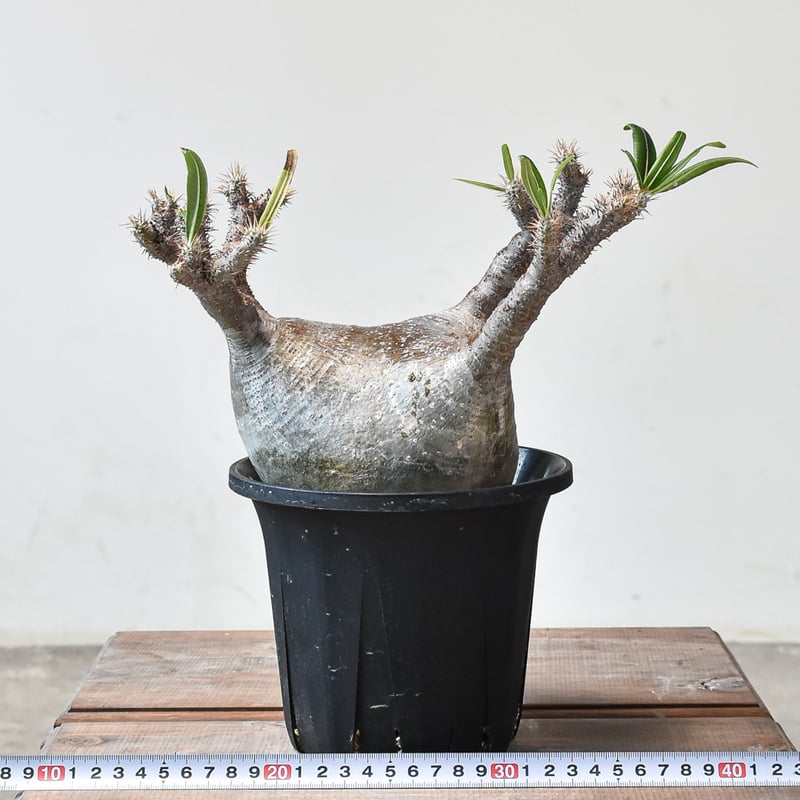 【発根済】グラキリス良型　現地球27,999→25,999セール中 発根済 グラキリス 現地球 【公式通販】