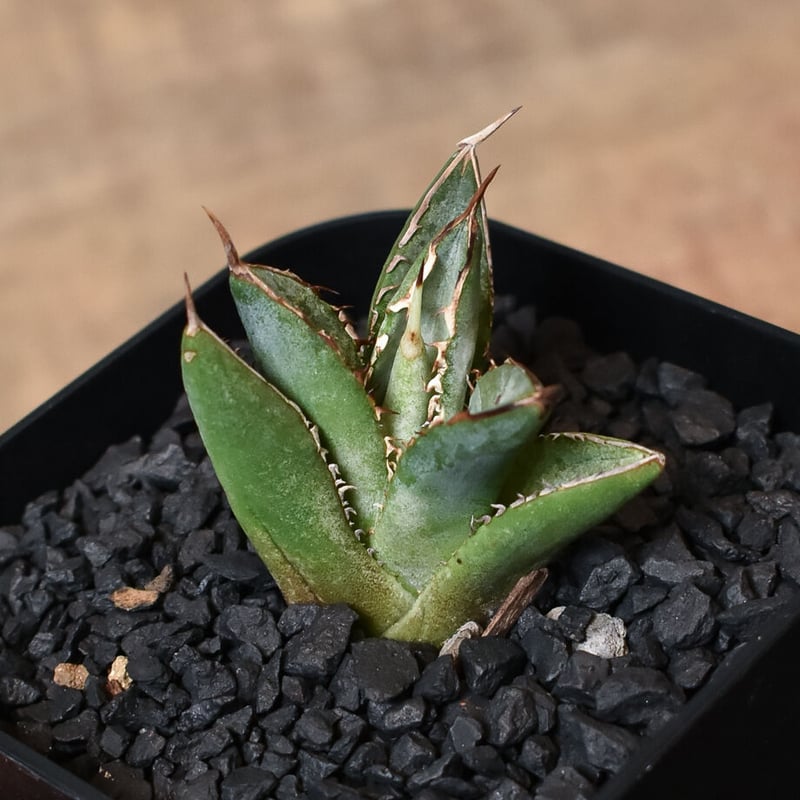 極上良型 アガベ チタノタ 剣竜（ケンリュウ）強棘 アガベ チタノタ 剣竜 多肉植物 TumbleWeed 通販 16488014｜Creema