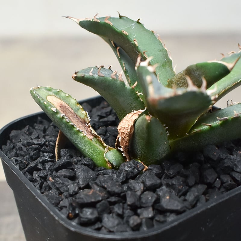 ホワイトファイヤー　\"白炎, 白火焔\" 子株付き　台湾cho産 アガベ チタノタ ホワイトファイヤー 