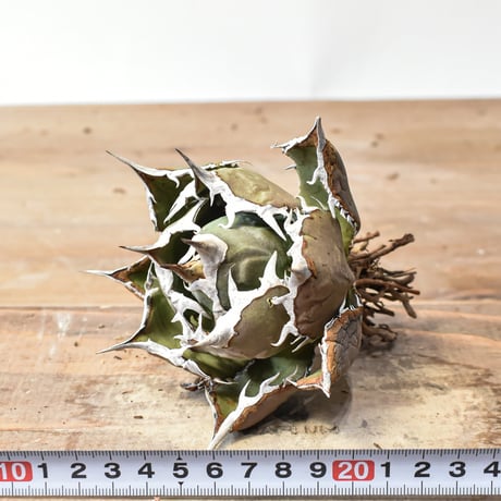 アガベ チタノタ 精品フレイム / "精品烈焰" 【台湾 dragon agave産/抜き苗/中株】A36
